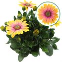 Afbeelding van Osteospermum P12 Bonita